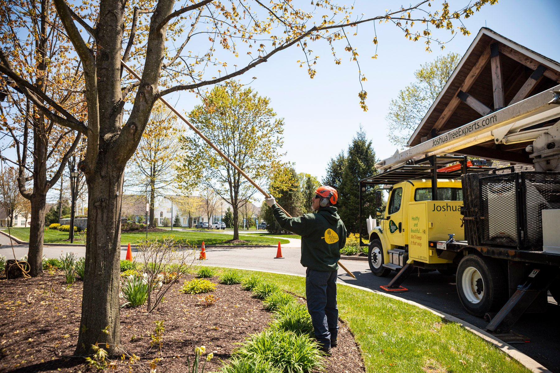 tree care expert prunes dead branch