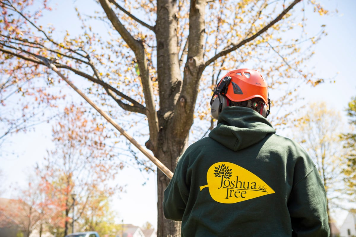 tree care experts prune limb on tree