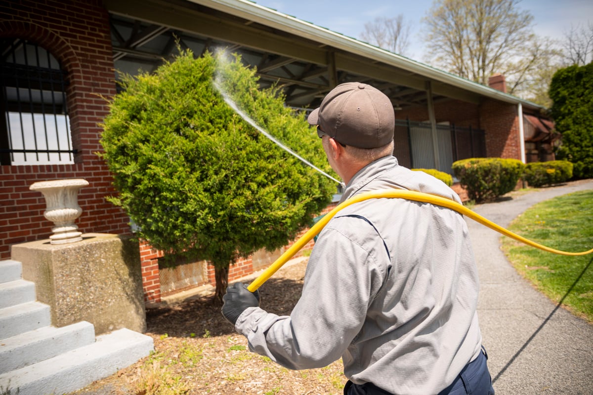 Commercial tree care technician spraying shrubs 