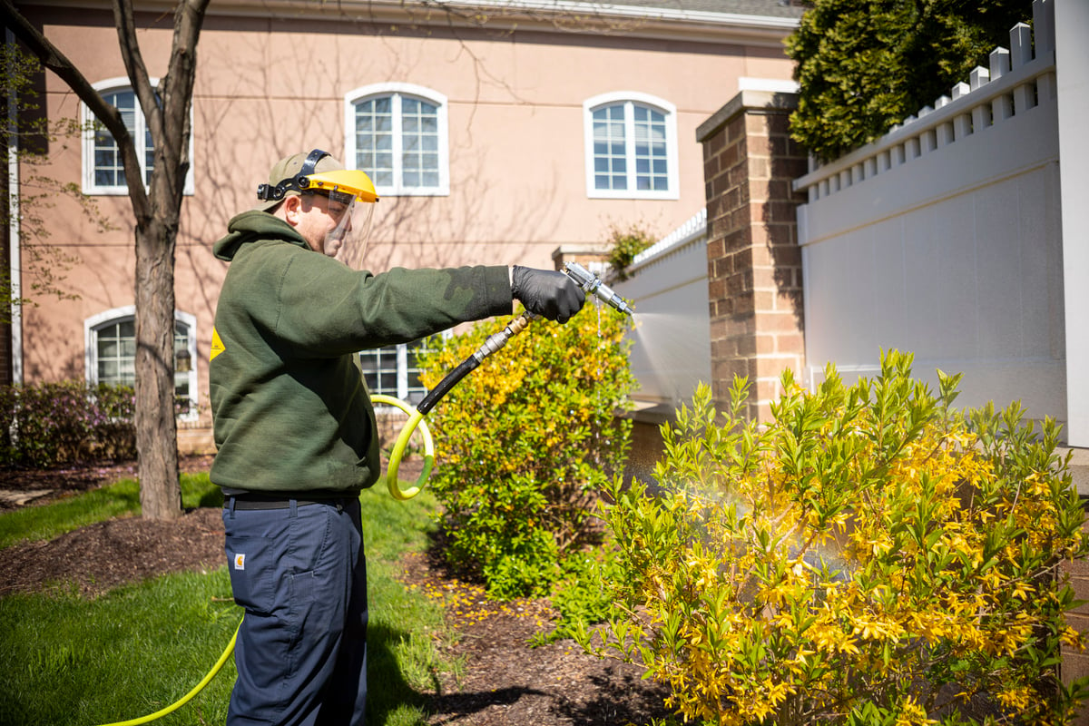 Commercial tree care technician spraying shrubs 