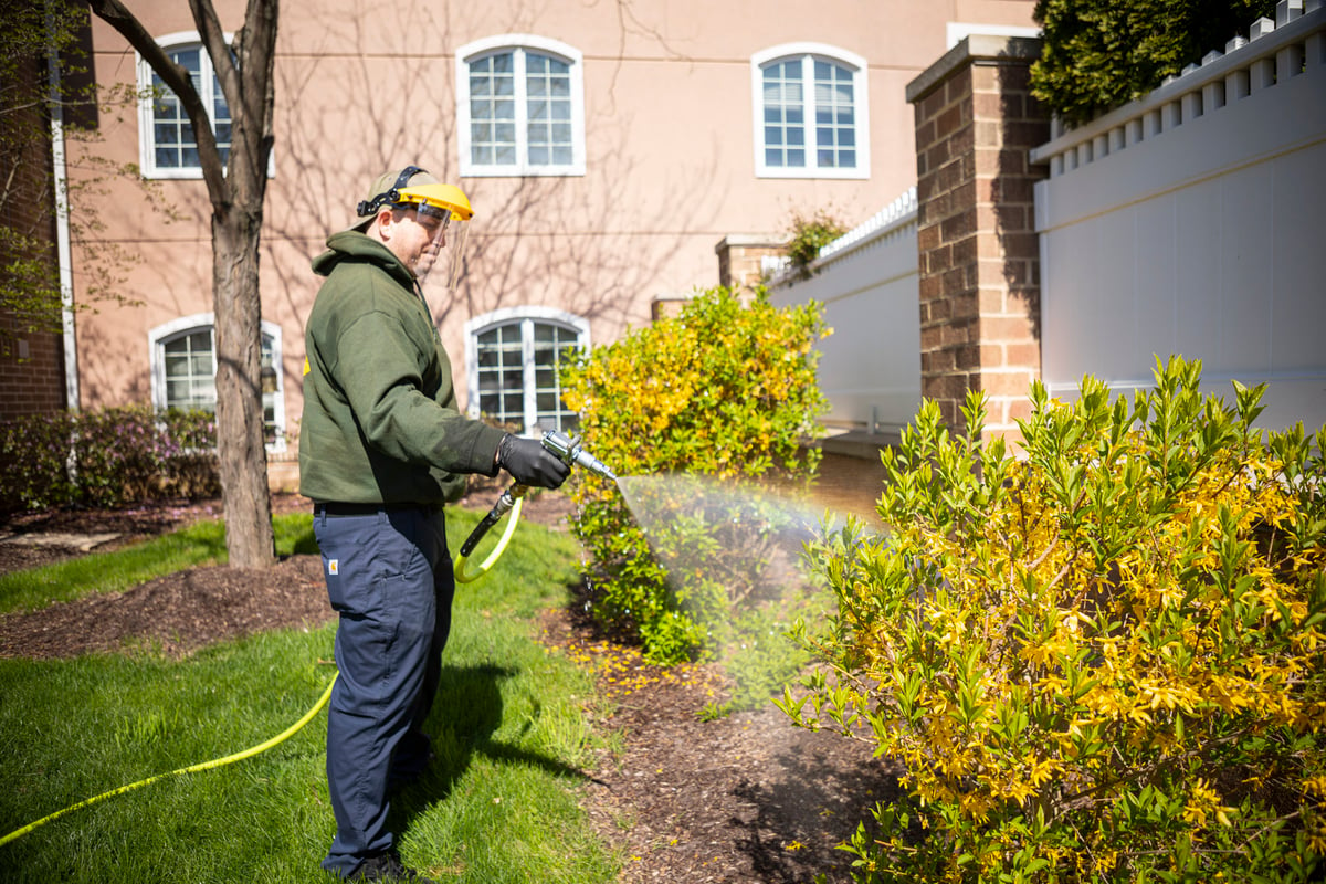 Commercial tree care technician spraying shrubs
