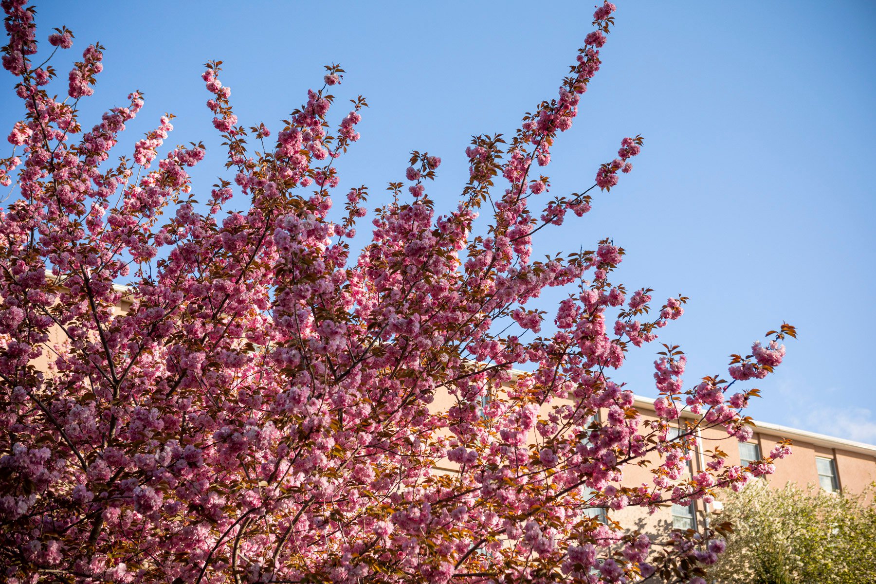 flowering redbud tree with pink flowers in spring
