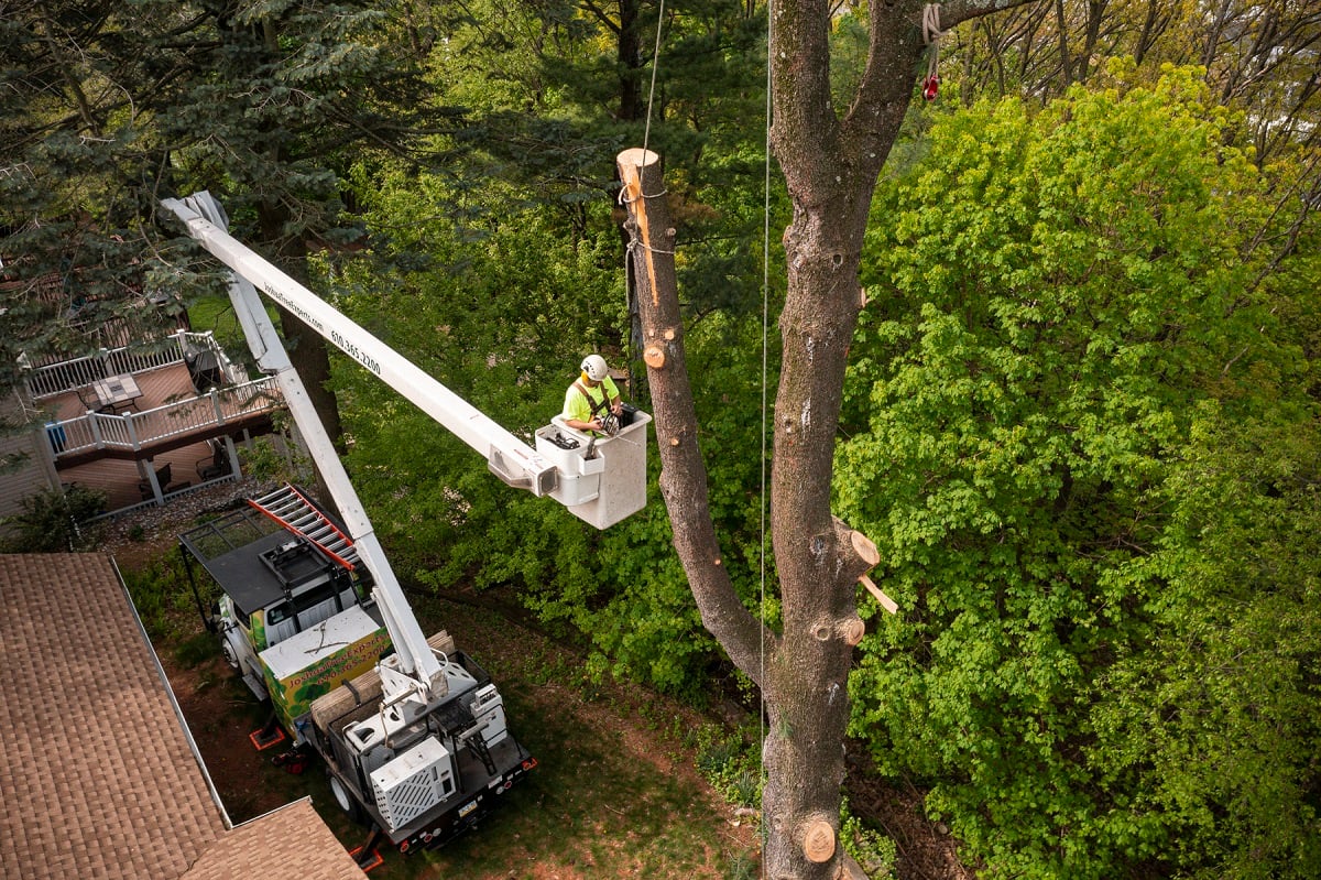 tree care experts remove dead tree with bucket truck