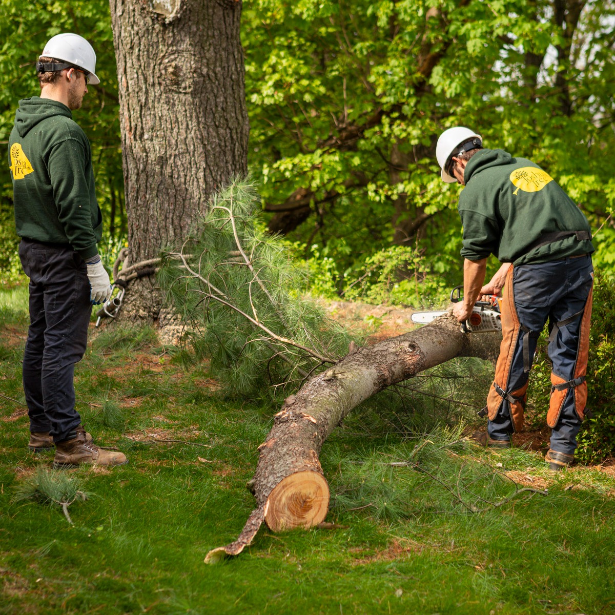 Tree care removal technician crew cutting limbs chainsaw