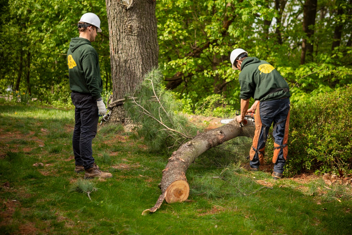 tree care removal technicians cut up limb