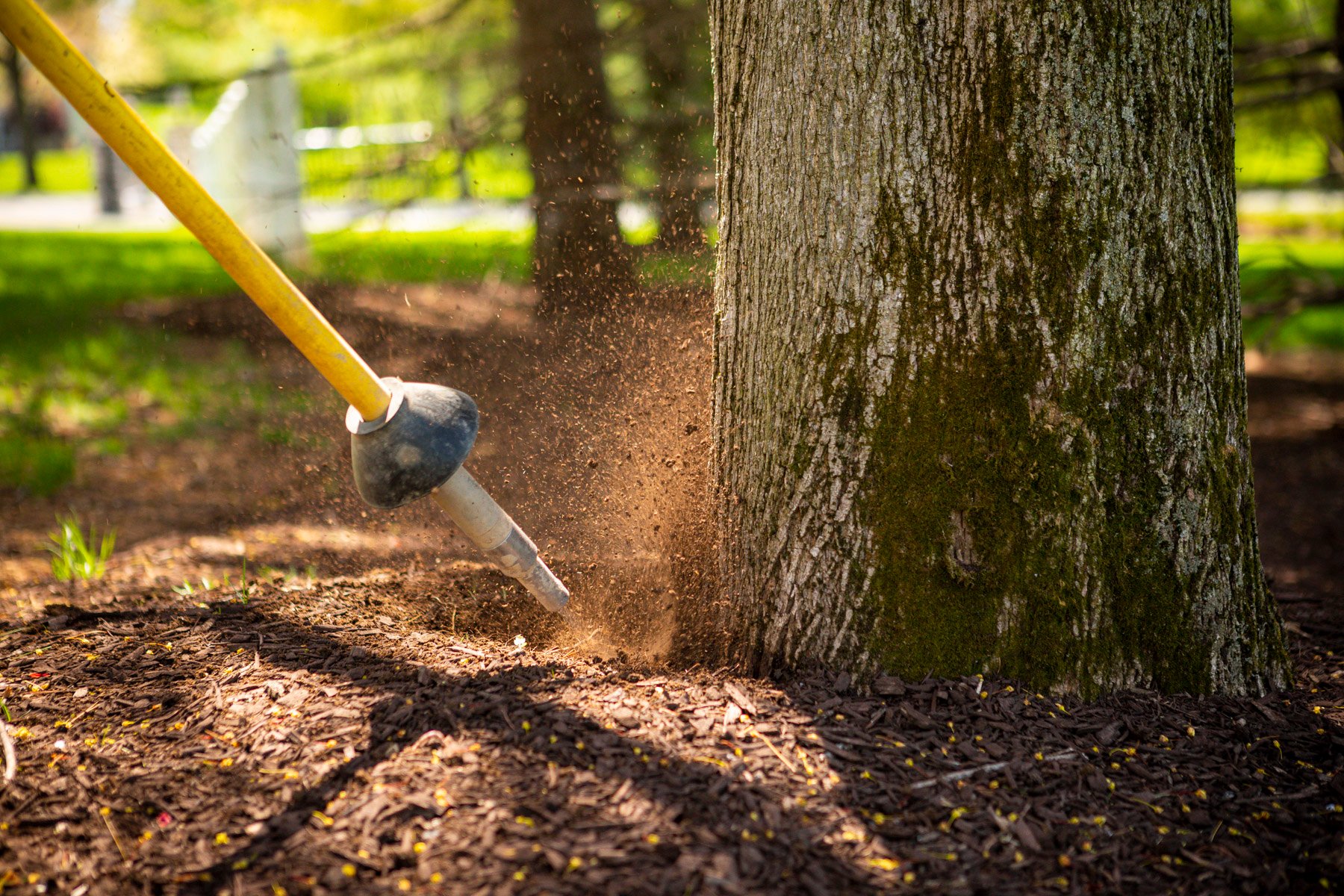 arborist tree care technician performing root collar excavation with an air spade