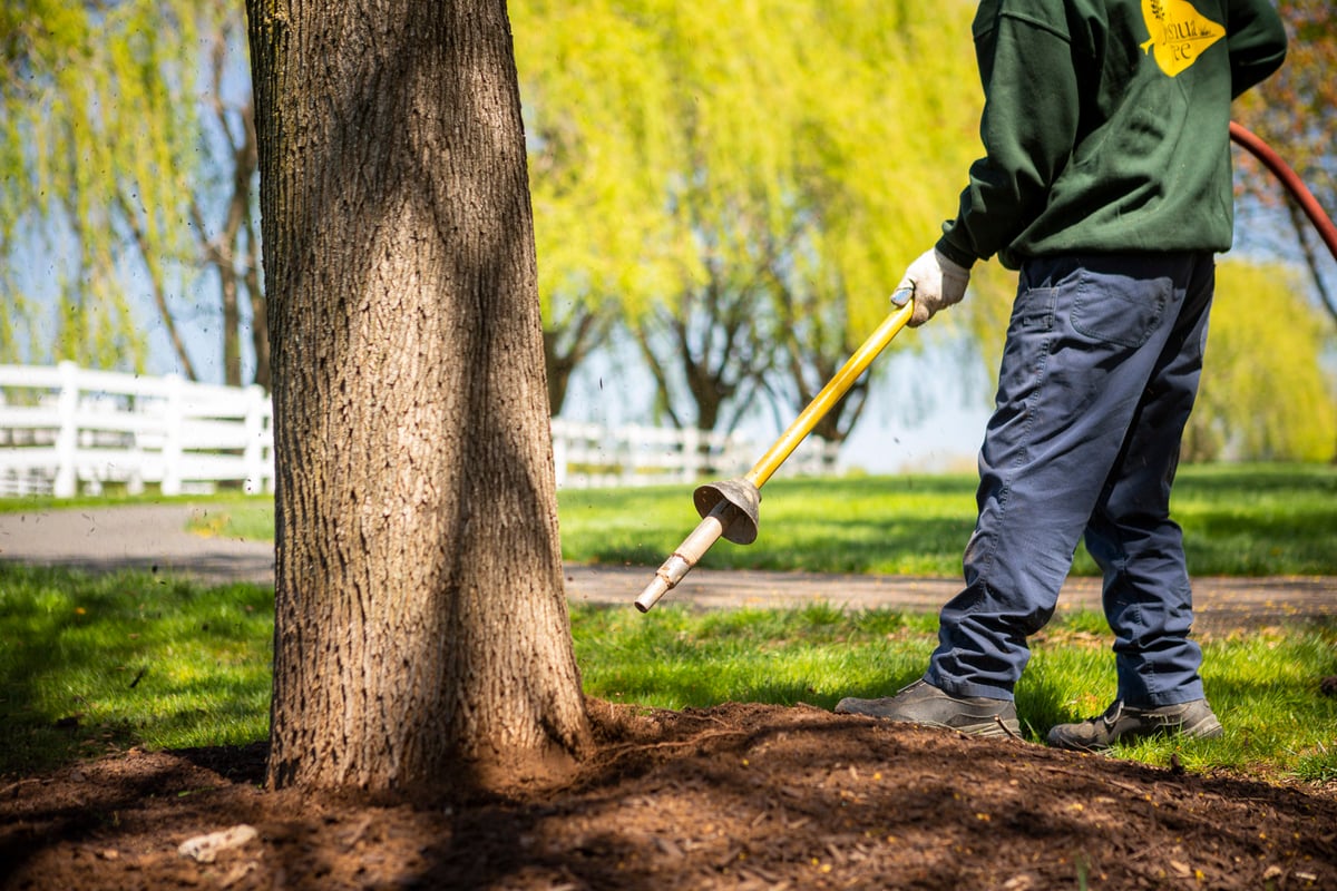 Tree care technician uses air spade on tree