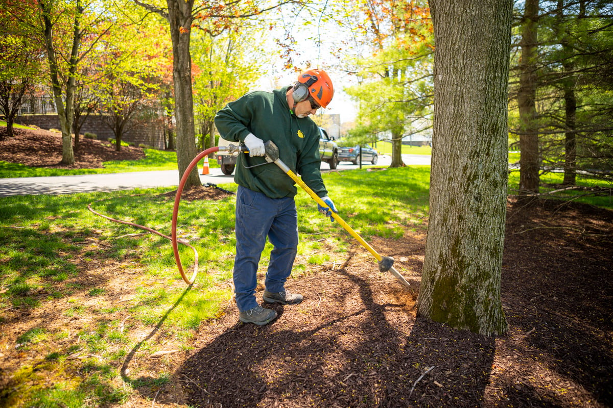 Tree care technician using air spade on tree