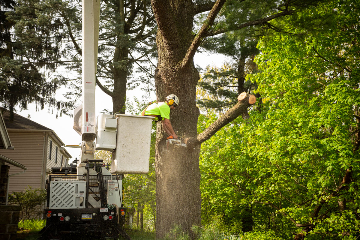 tree care expert prunes tree from bucket truck with chainsaw