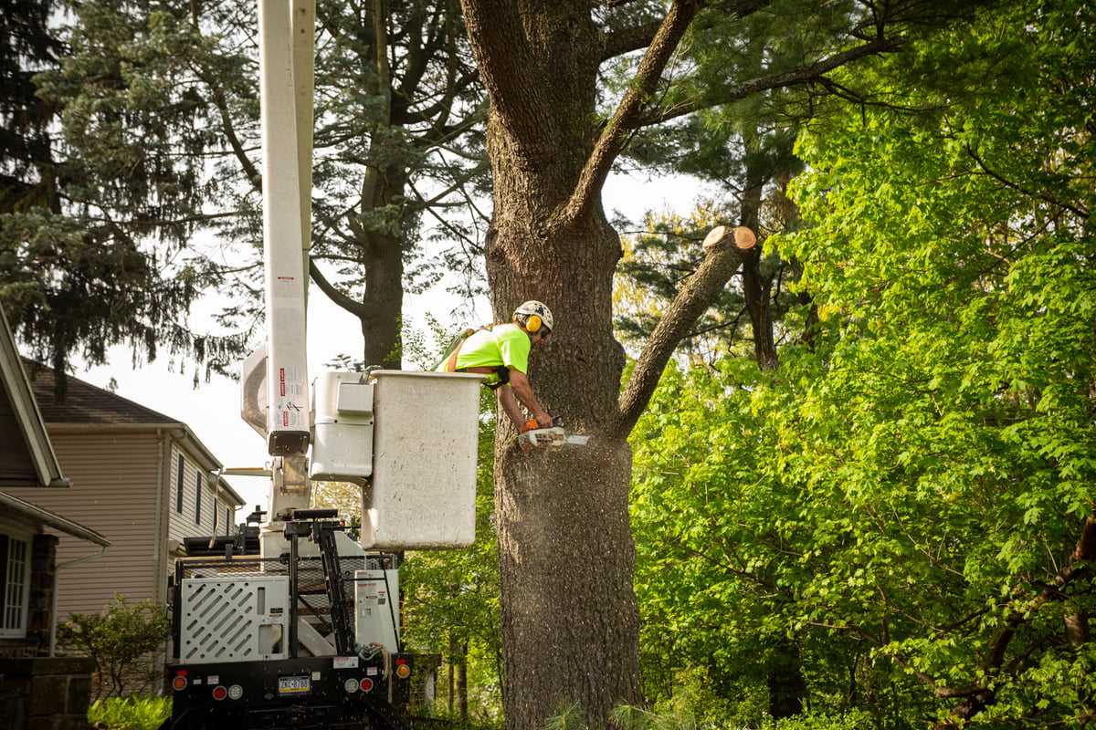 tree care technician pruning tree branch