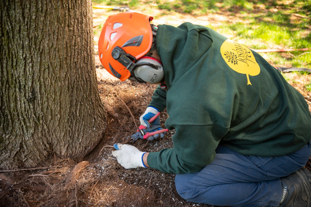 Tree care technician chainsaw root pruning 
