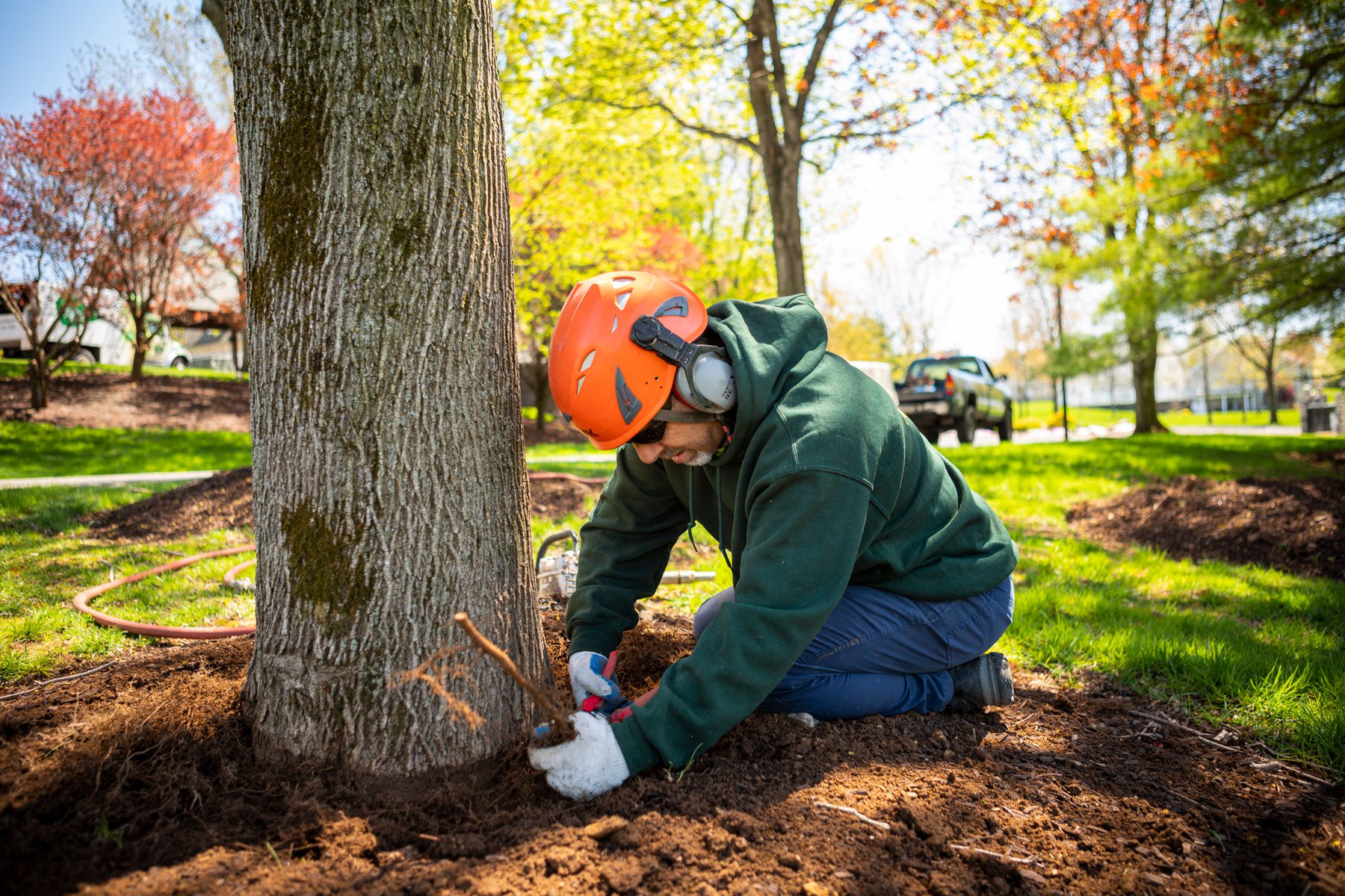 arborist tree care technician performing root pruning at root flare of tree