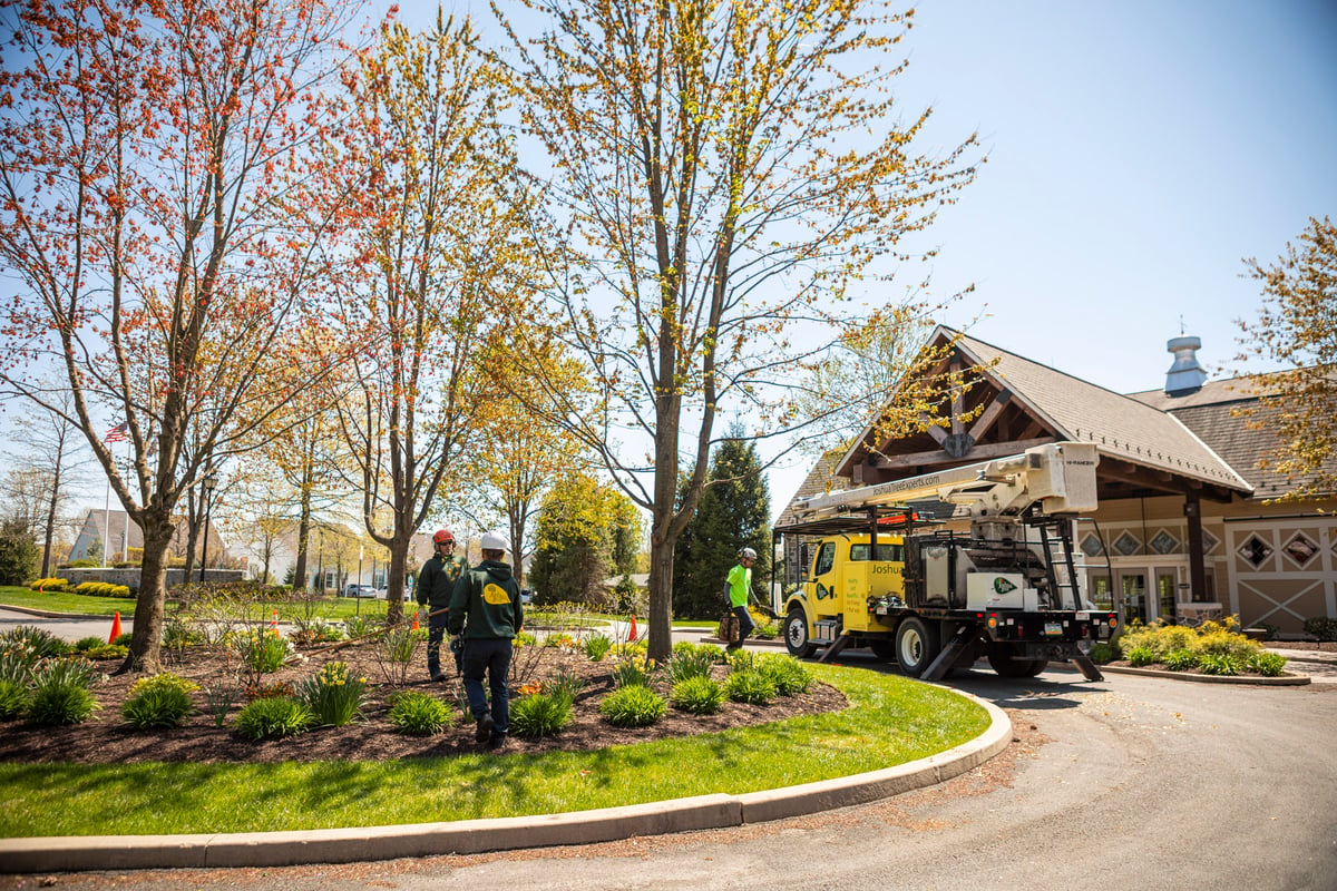 tree care experts prepare to prune trees