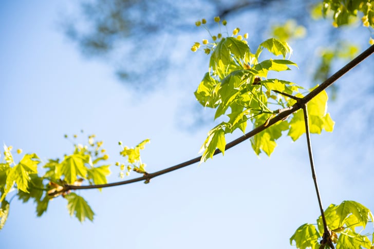 Tree limb and leaf close up, Maple branch