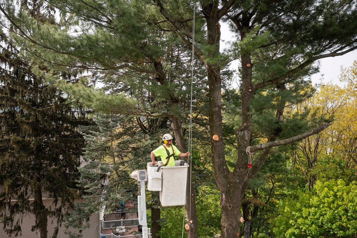tree technician removing limbs in bucket
