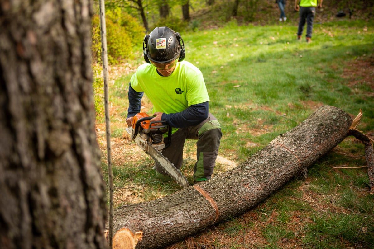 tree care expert chainsaws large tree trunk