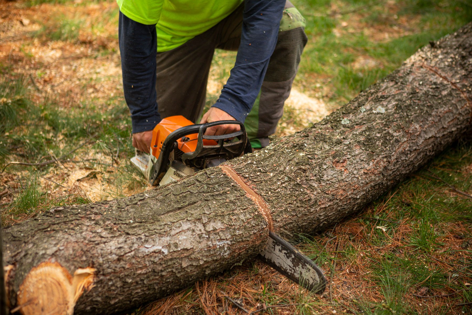 Chainsaw training for arborist