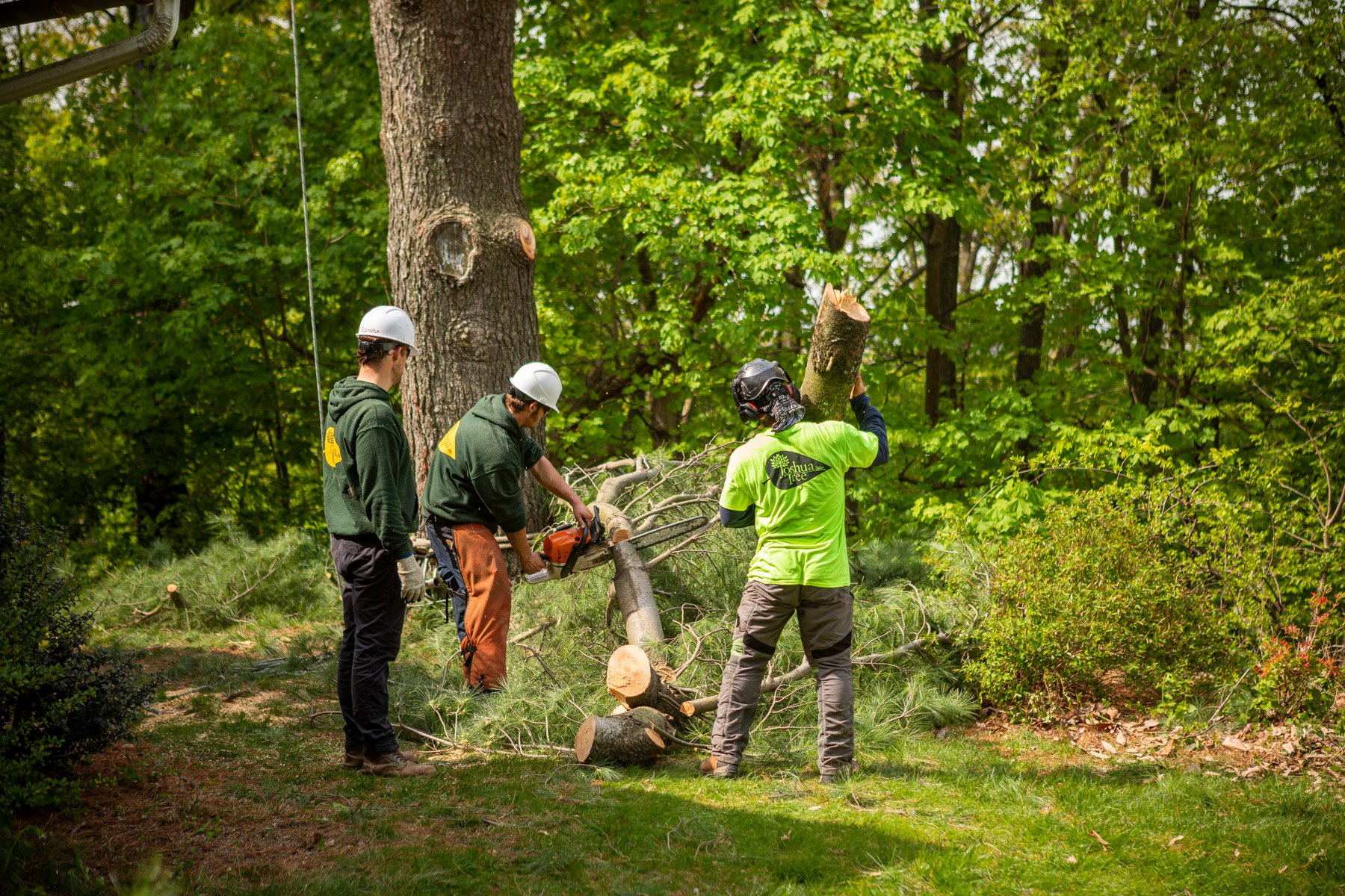Tree removal crew technician cutting limbs chainsaw