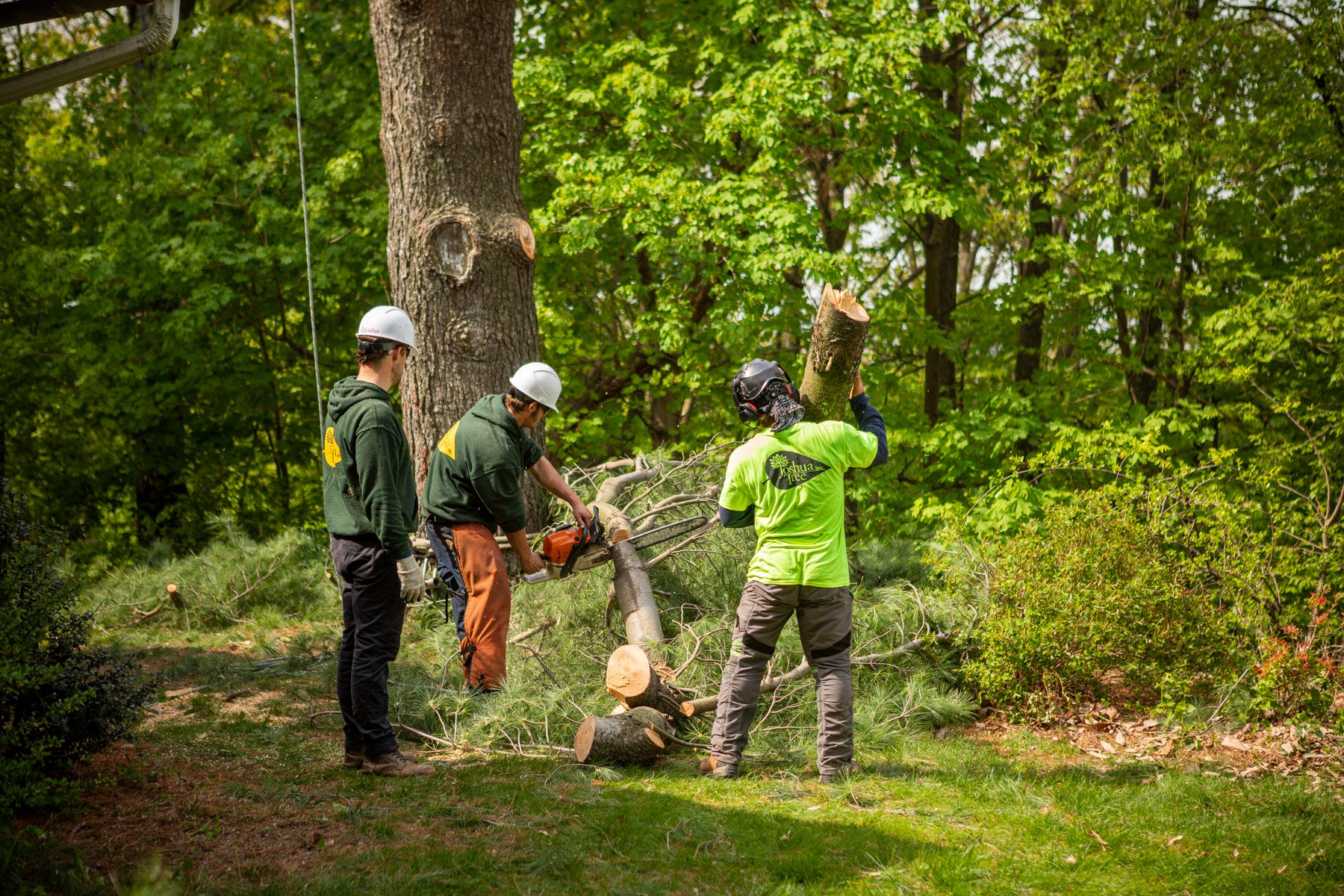 Tree Climber Training: How Joshua Tree Can Take You to New Heights