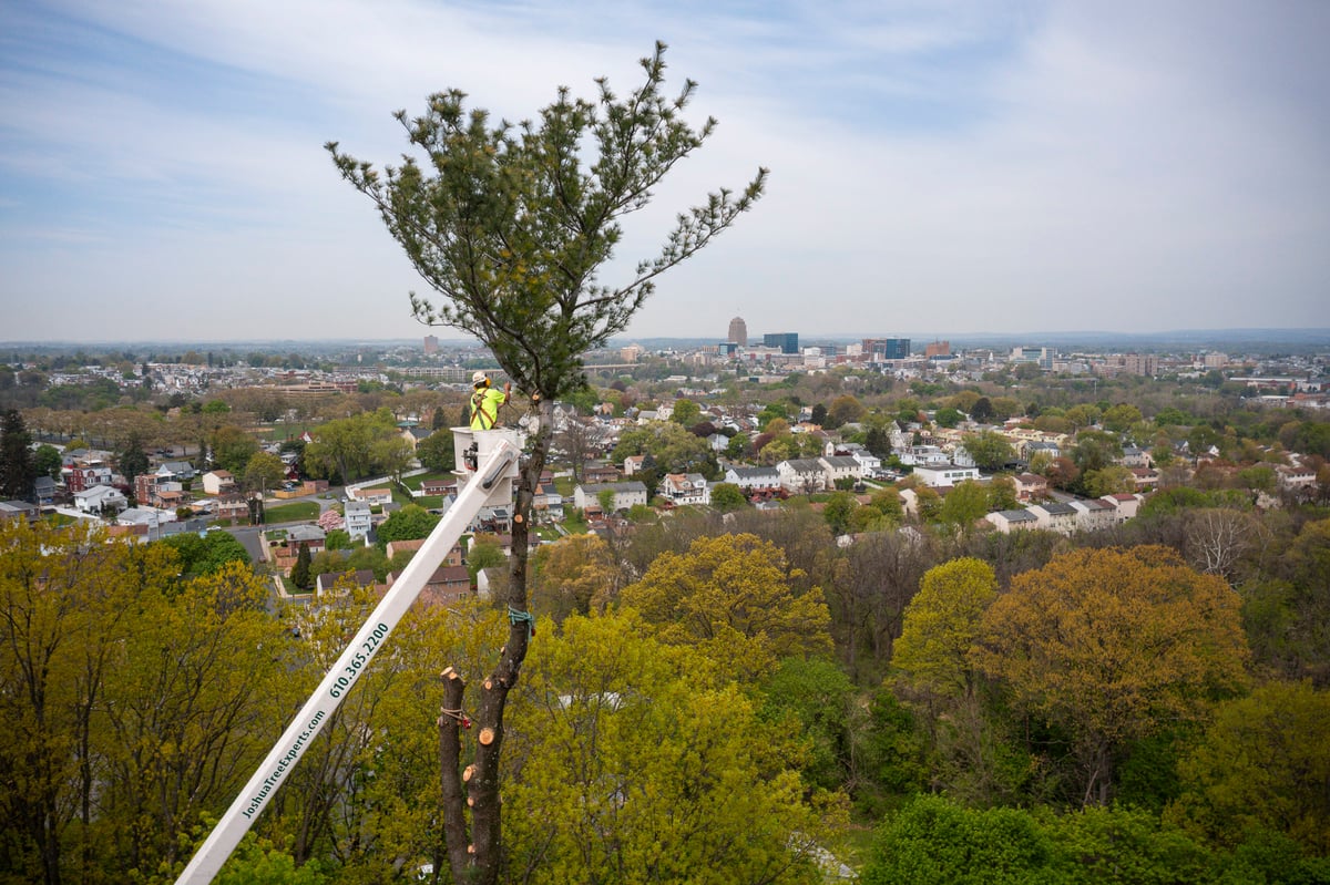 tree removal expert uses bucket to cut down tall tree