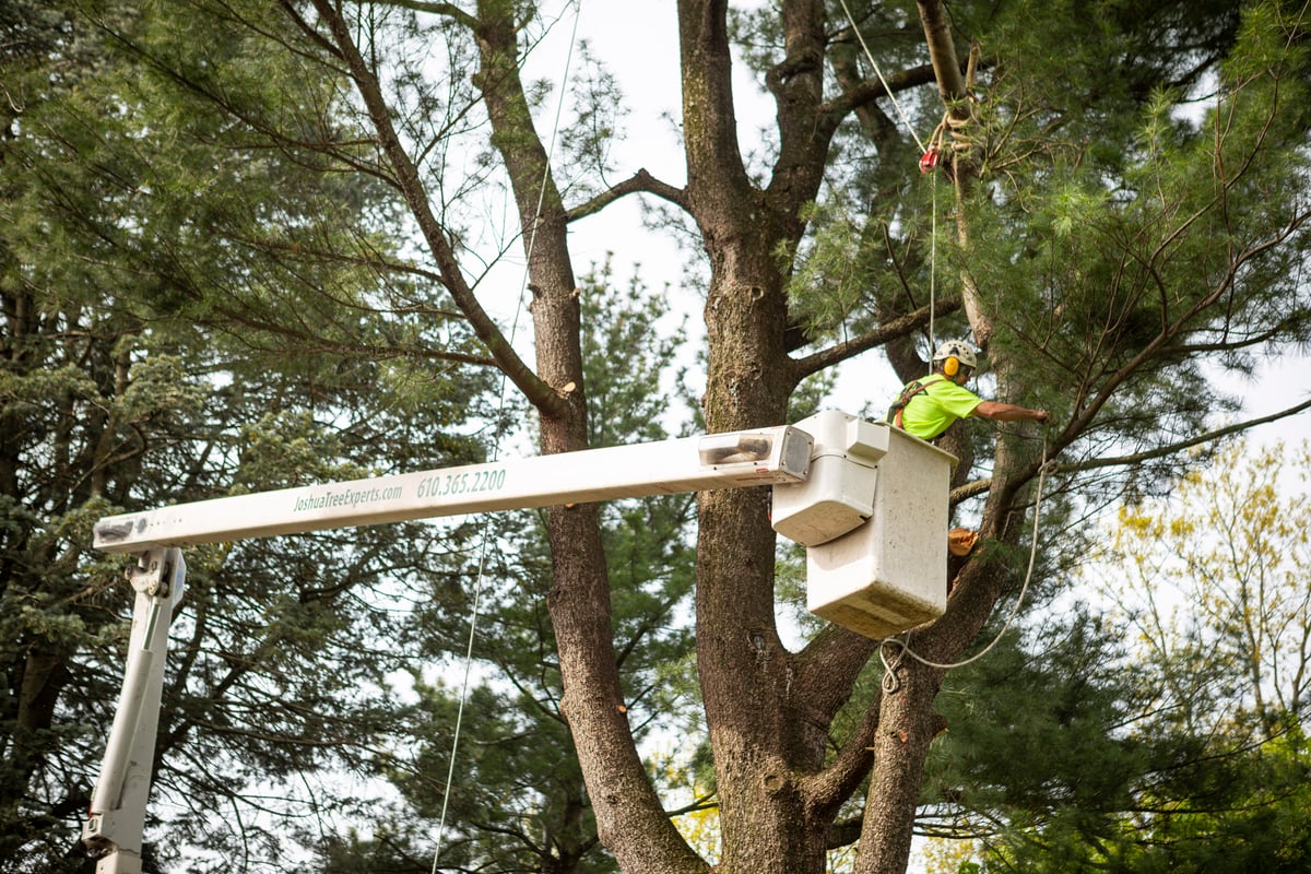 tree care experts prune large tree