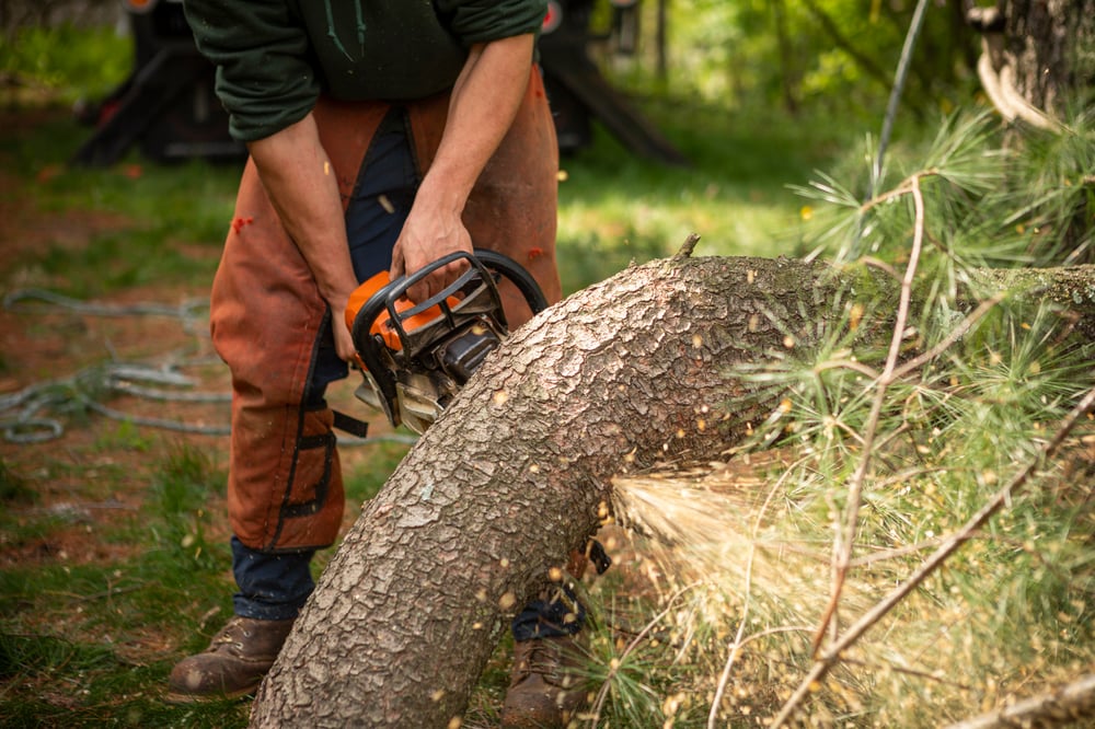 tree being cut and removed