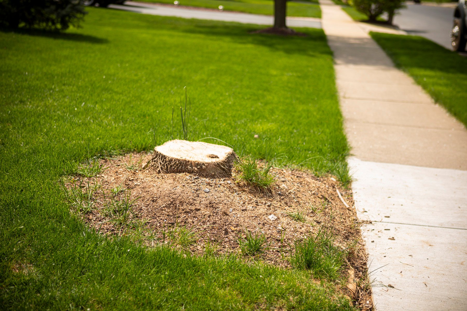 tree stump remaining after a dead tree was cut along a sidewalk