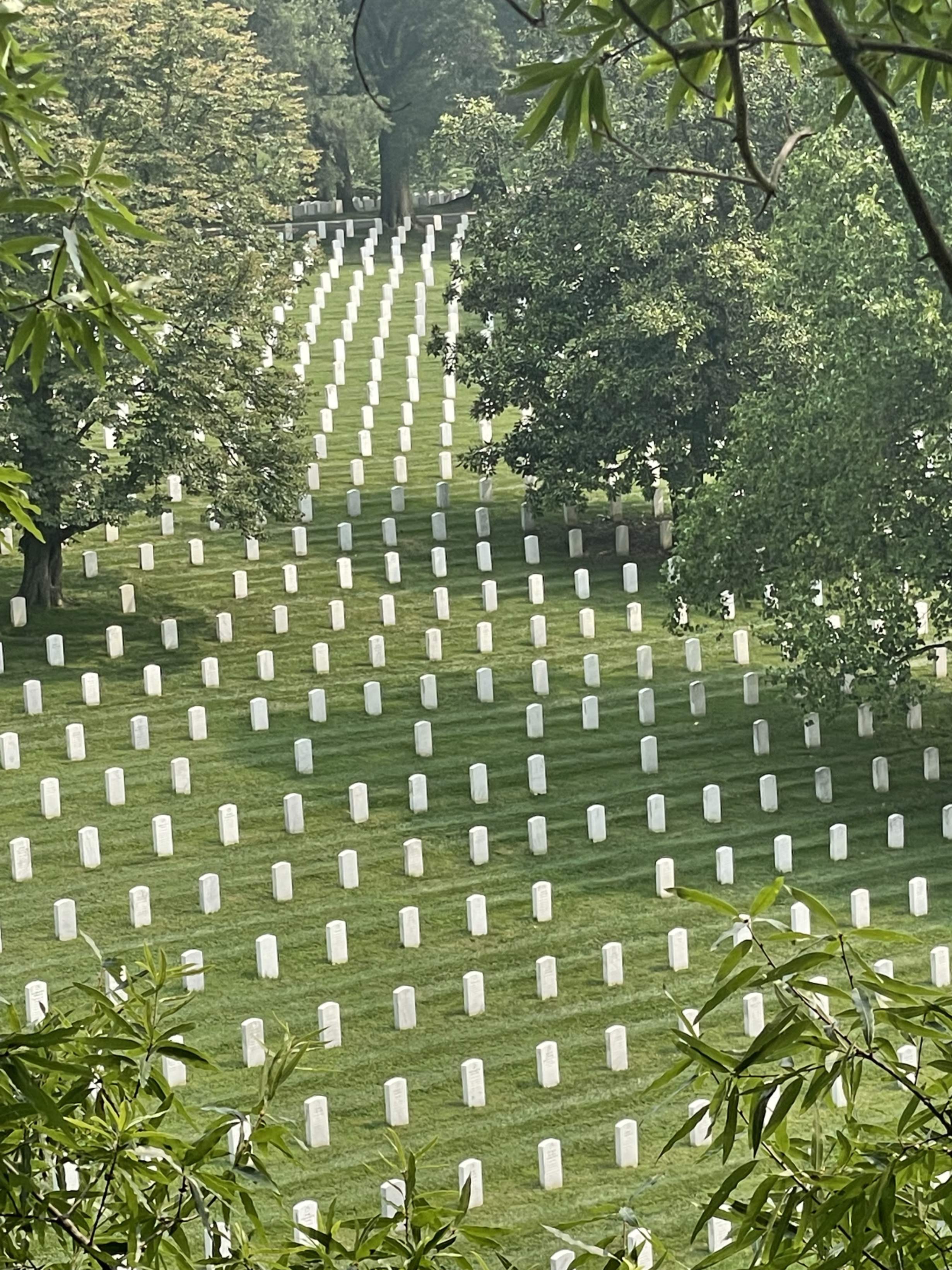 arlington 2023 cemetery view from tree