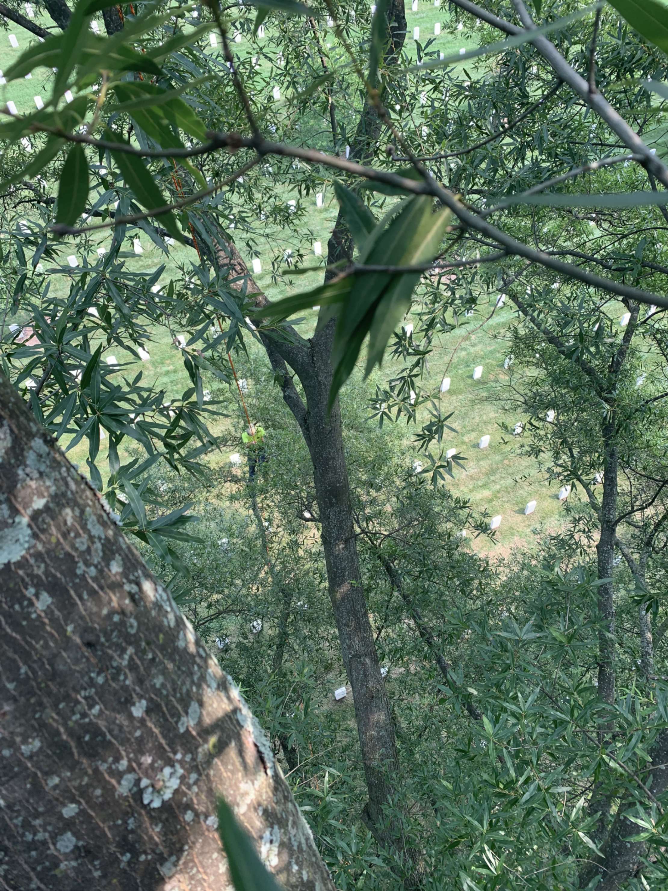 arlington 2023 climber in tree canopy