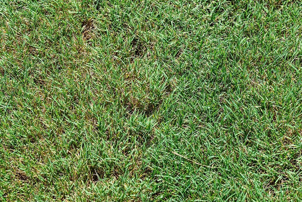 Bentgrass in lawn