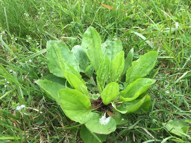 Broadleaf plantain lawn weed