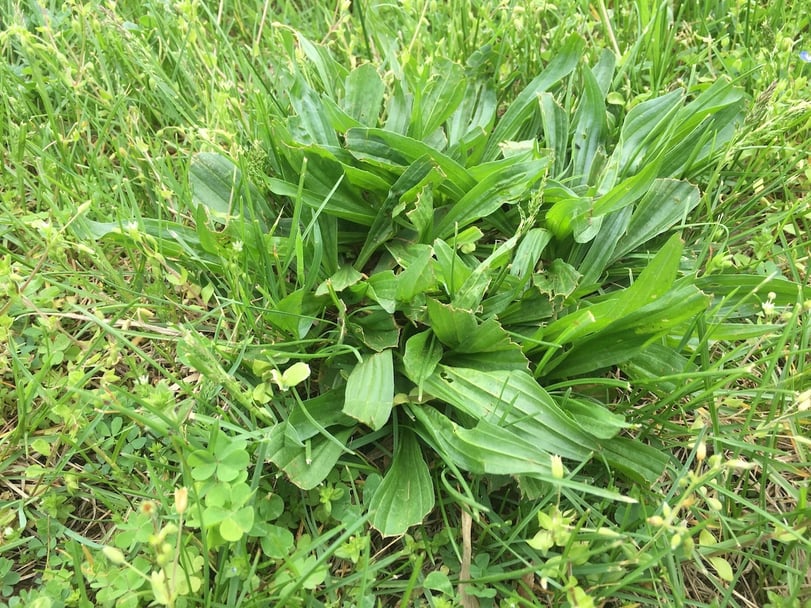 Summer weed broadleaf plantain in lawn