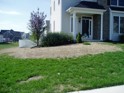 Chinch bug lawn damage