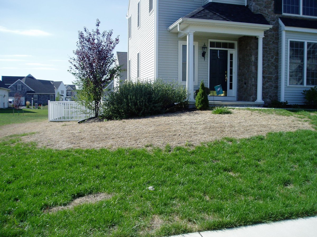 Chinch bug lawn damage