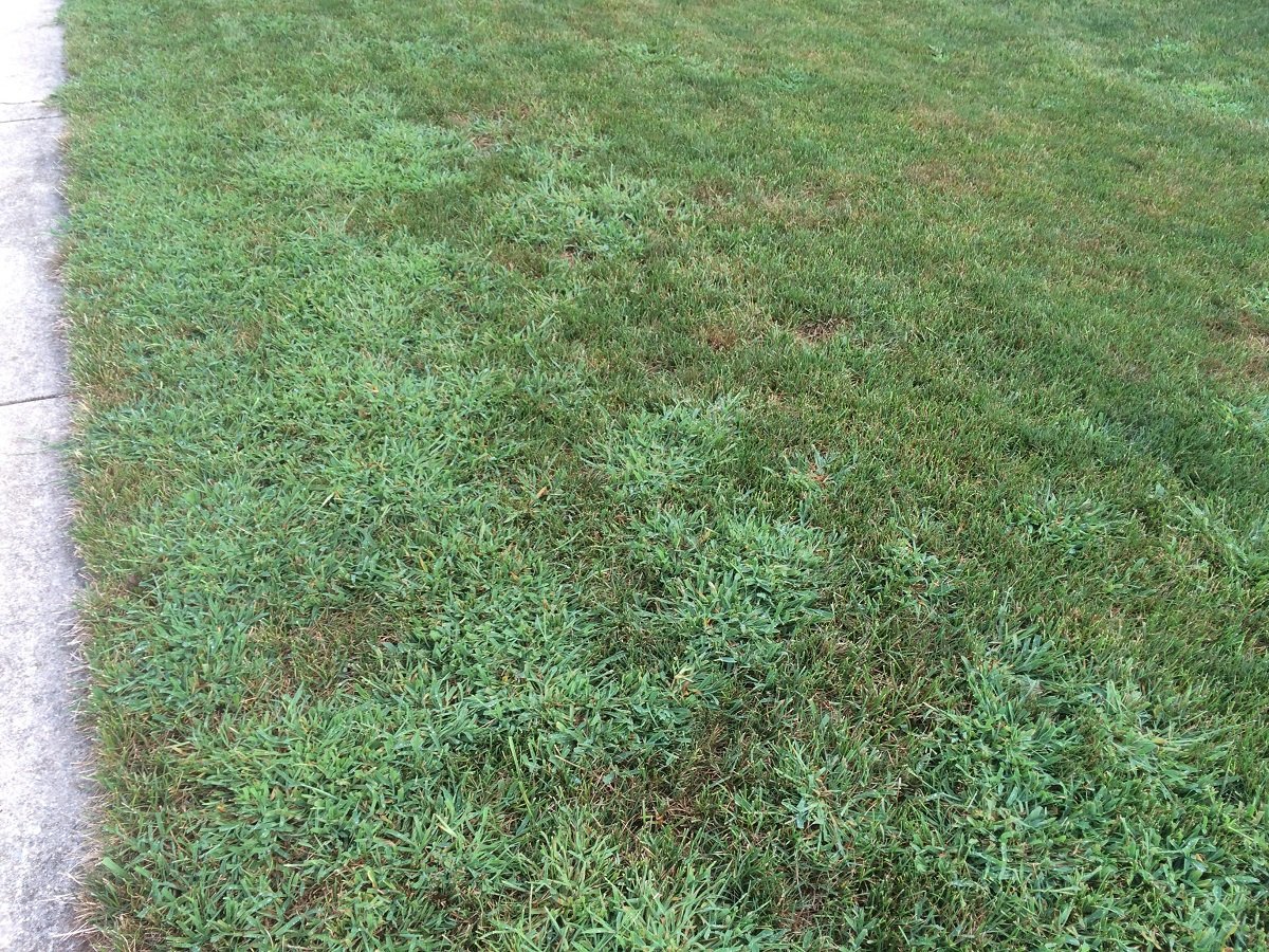 Crabgrass in lawn in Pennsylvania 