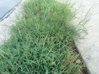 How to get rid of crabgrass with crabgrass preventer, spraying crabgrass and more.