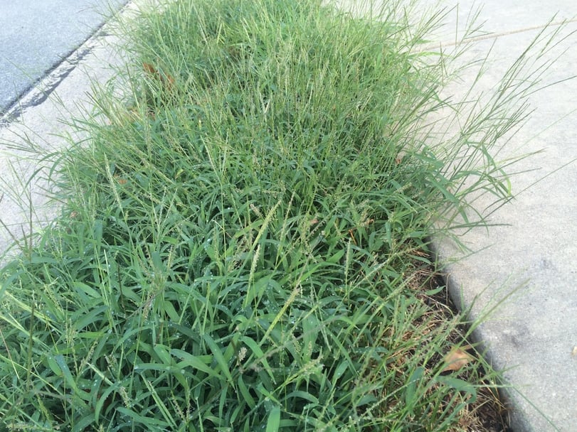 Crabgrass in lawn in Pennsylvania