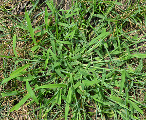 Crabgrass clump in lawn