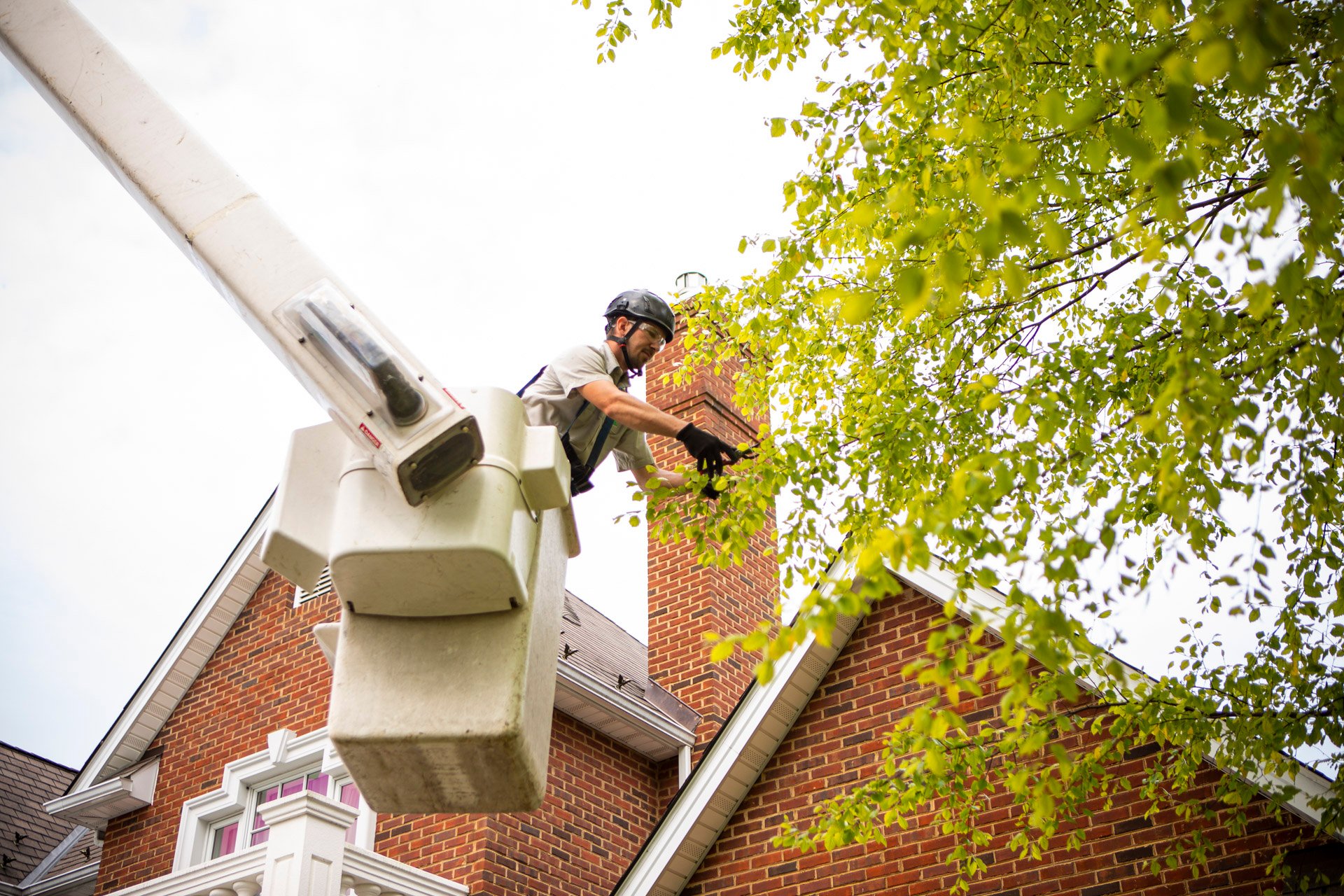 Certified arborist pruning a tree