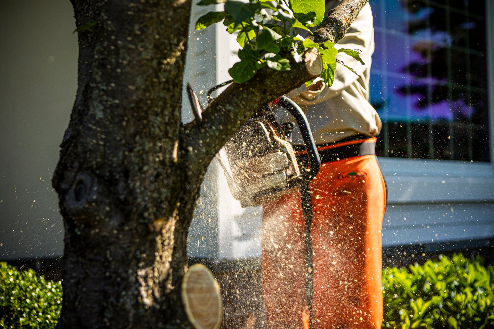 chainsaw-tree-pruning-4