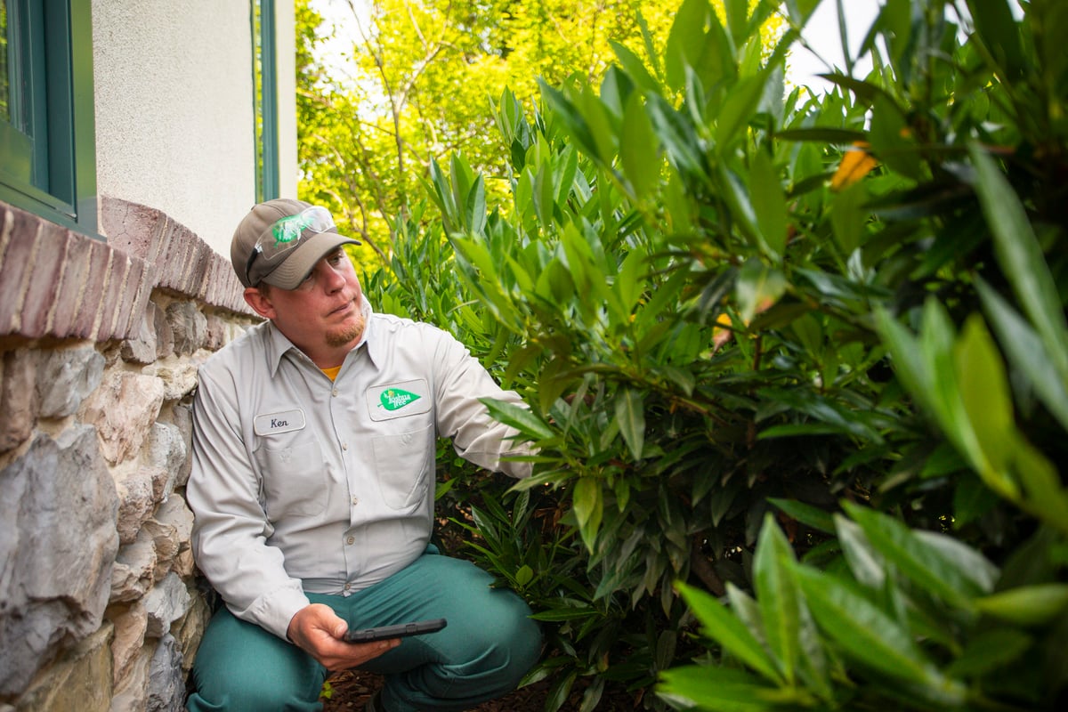 plant health care technician inspects shrubs