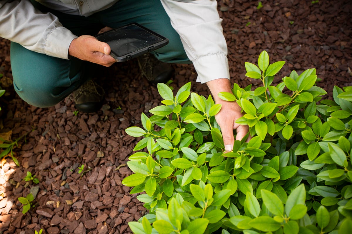 plant health care technician inspects shrubs