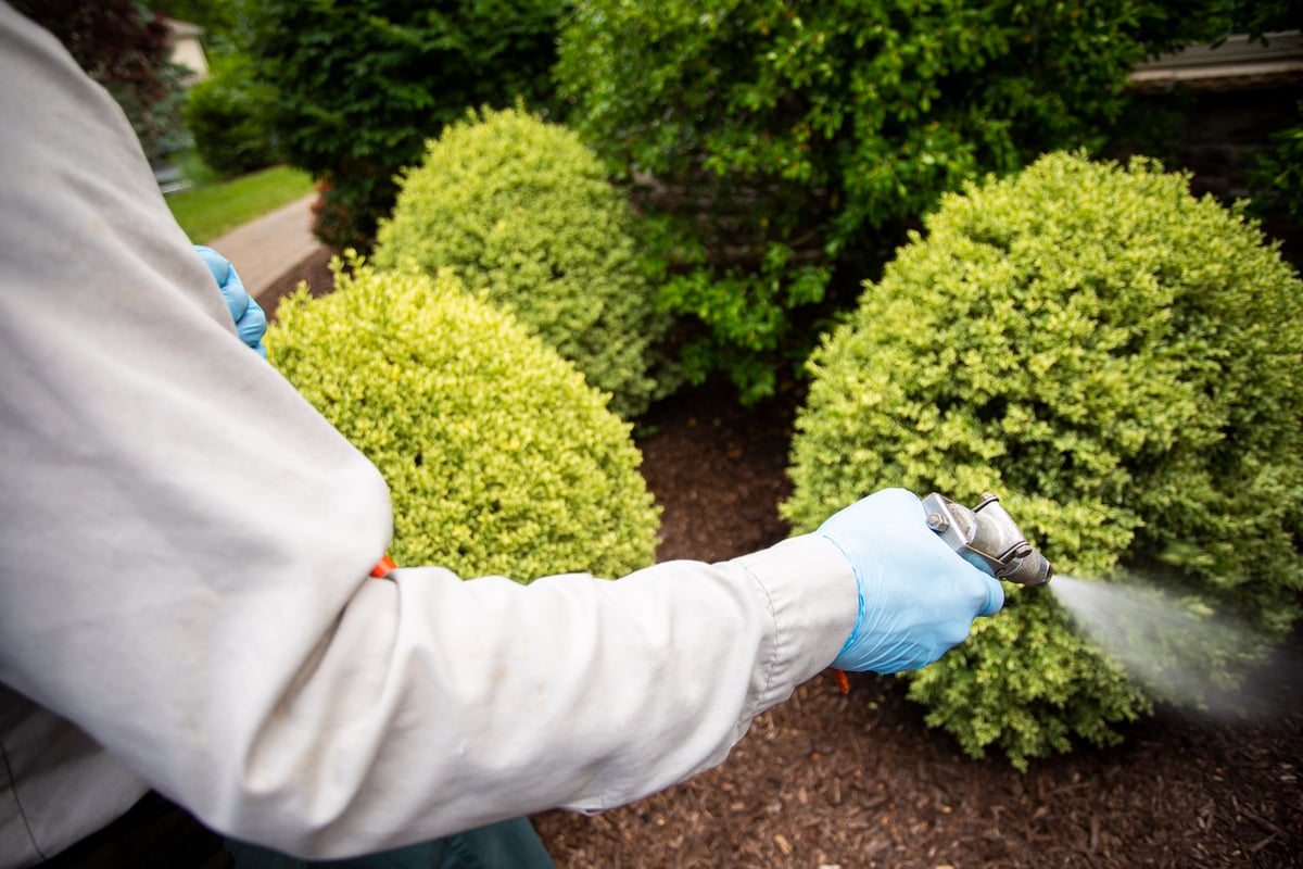 plant health care technician sprays shrubs