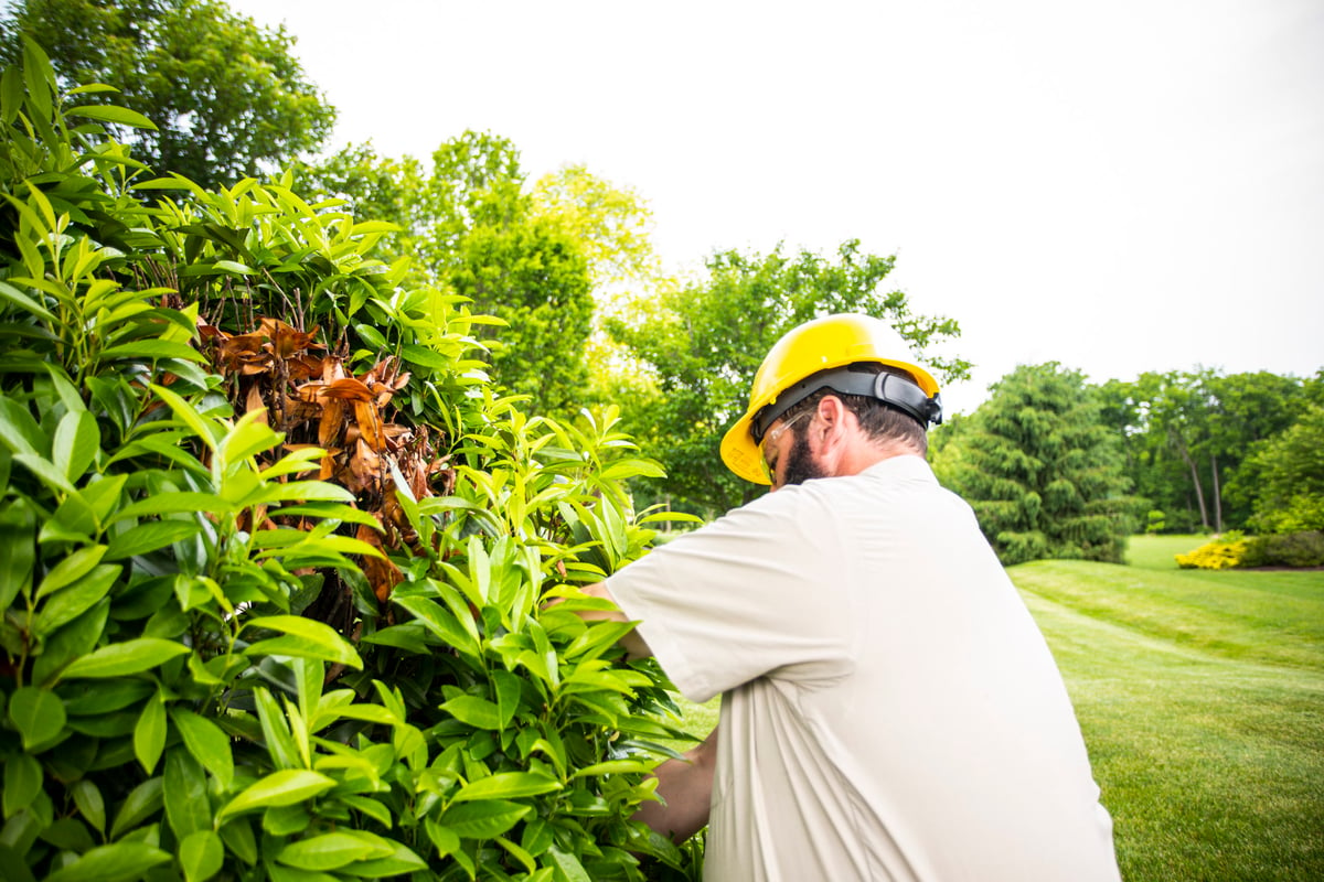 plant care technician trimming bushes