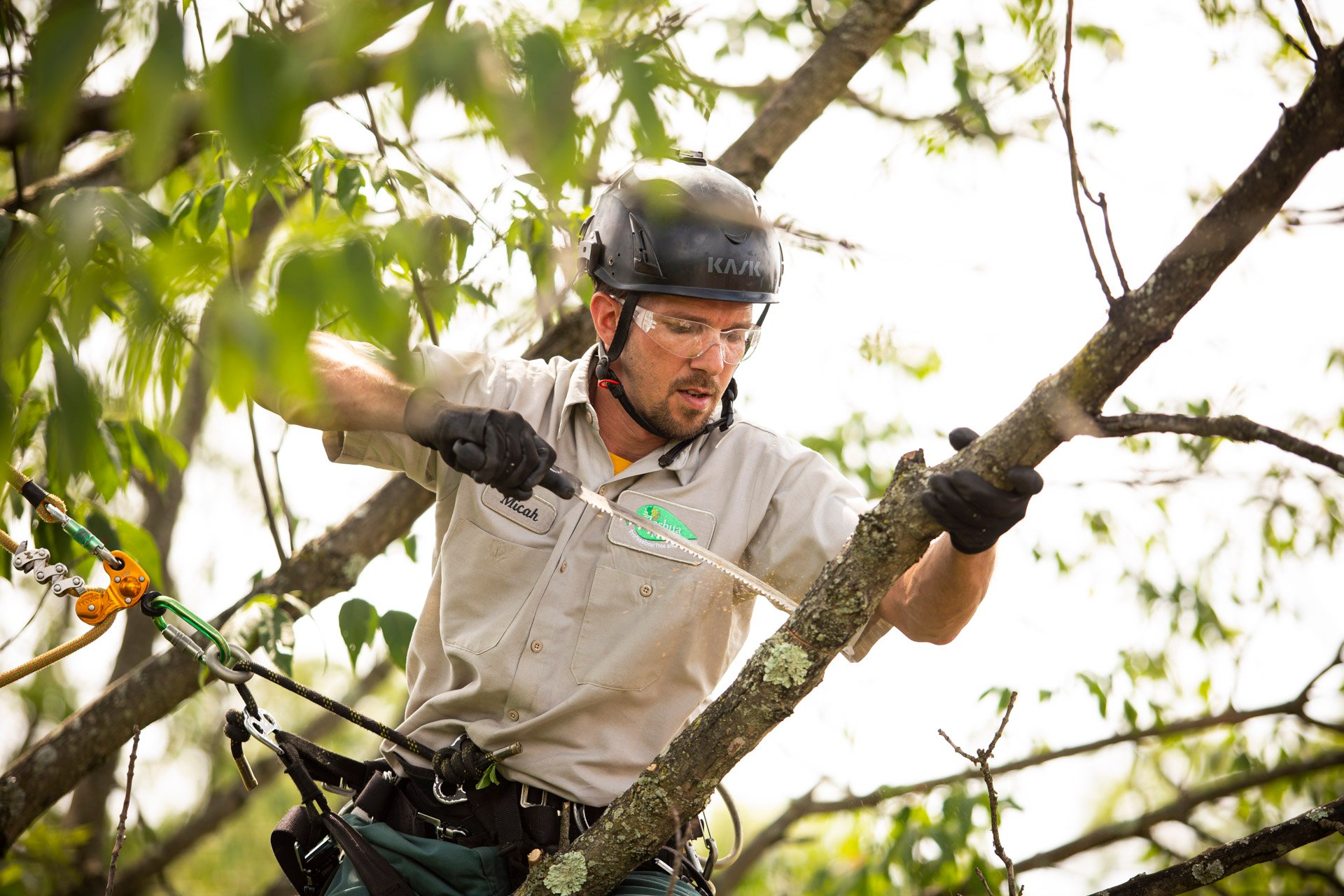 Tree care technician pruning a limb