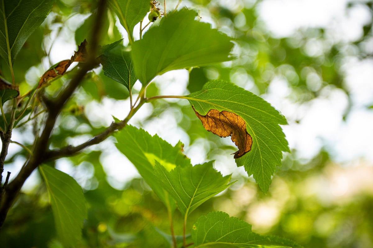 brown leaf on tree