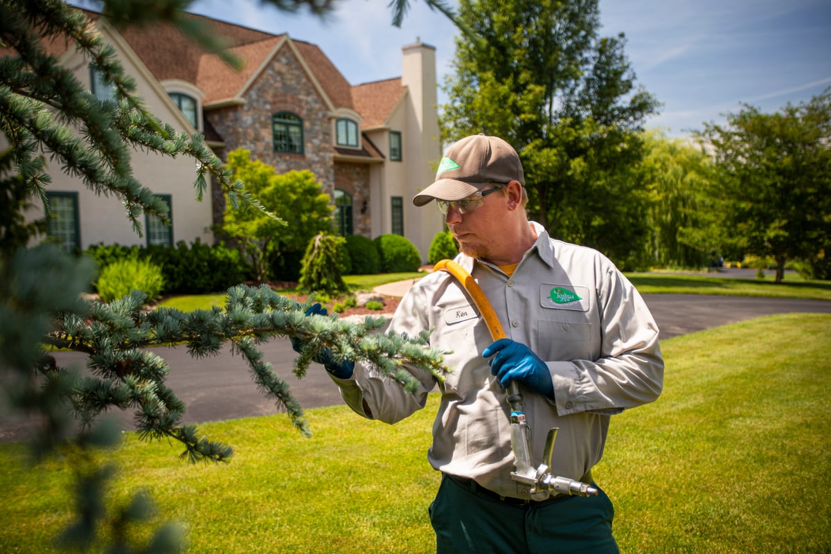 tree care expert inspects evergreen tree