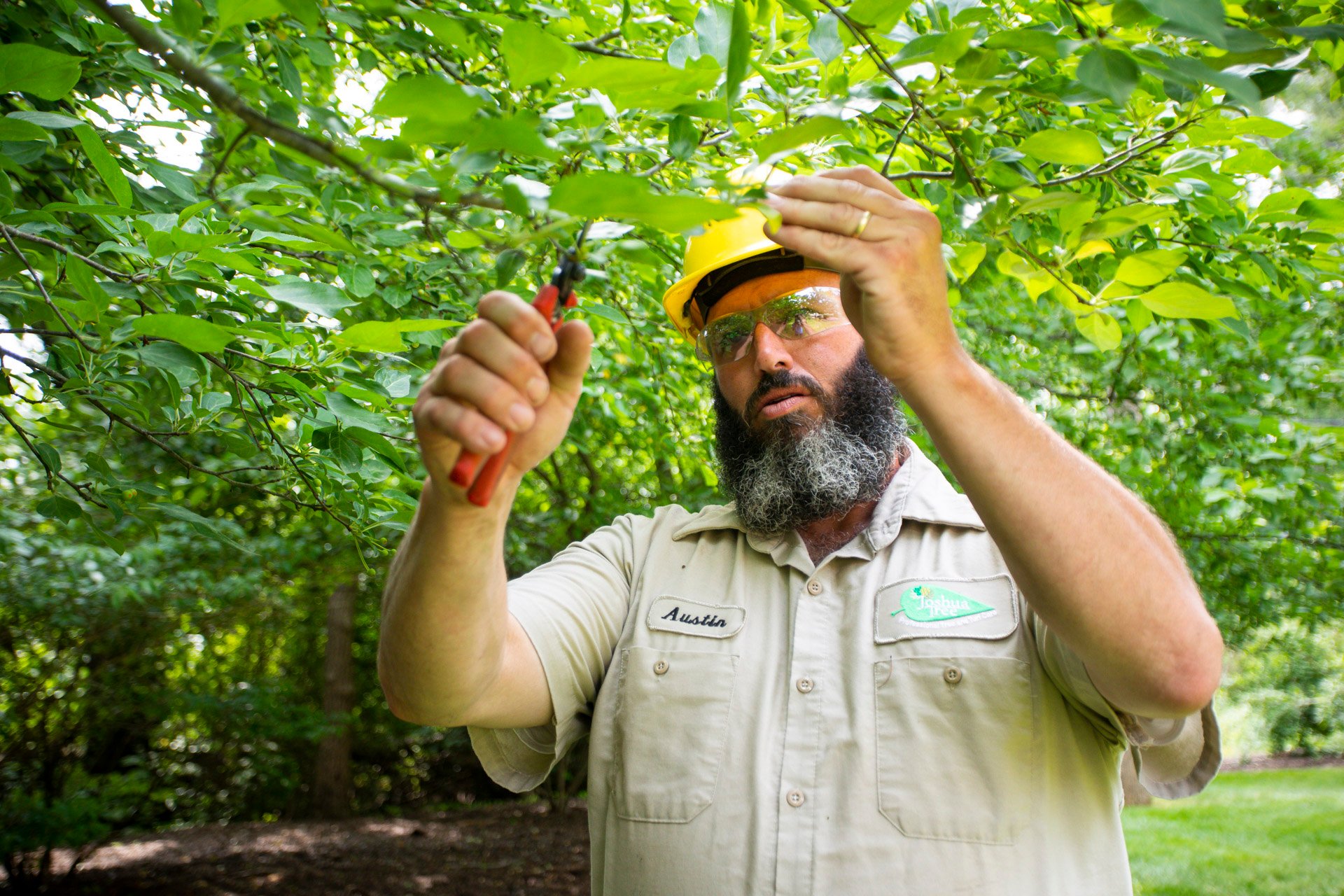 Certified arborist pruning tree