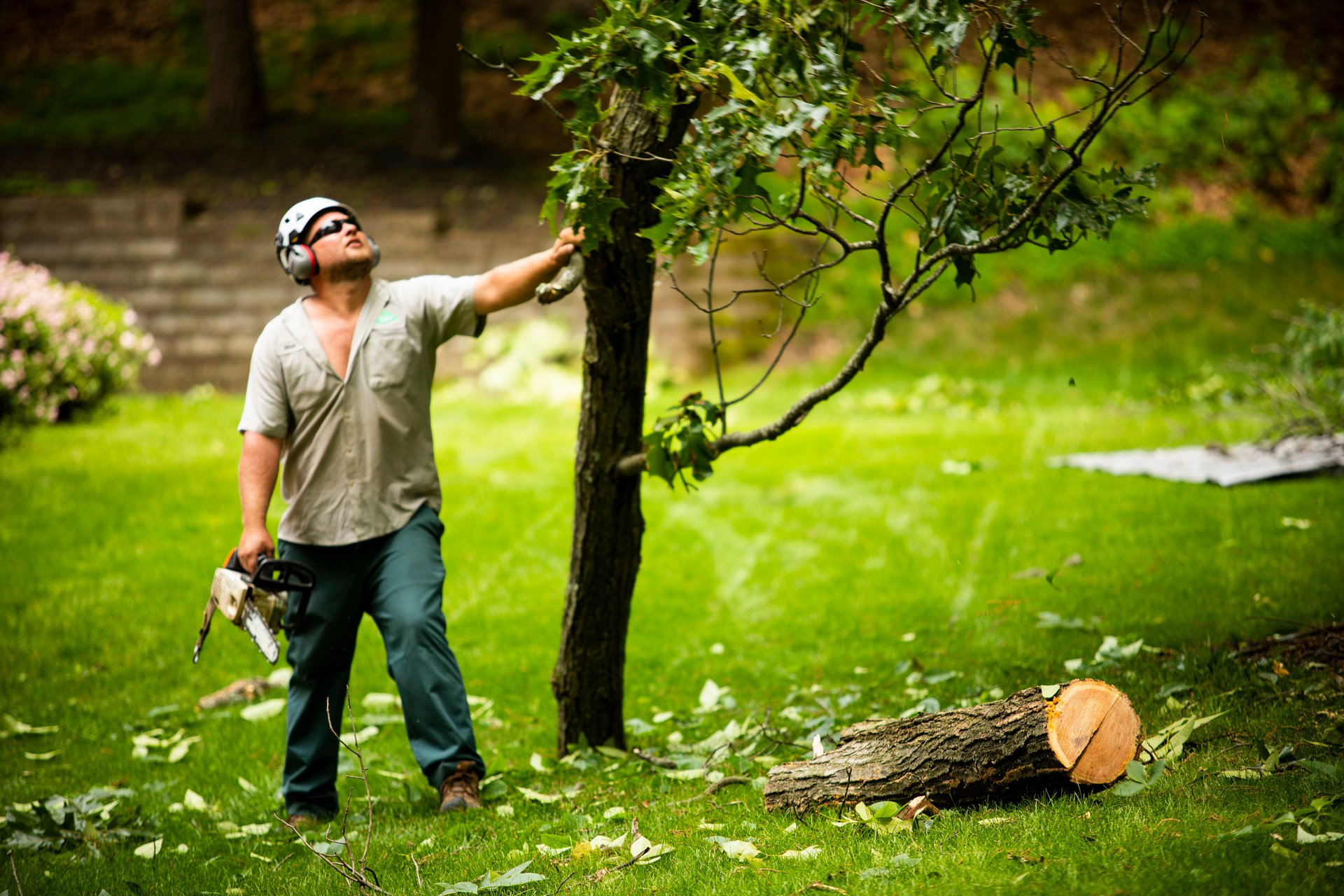 Tree removal in Lansdale, PA