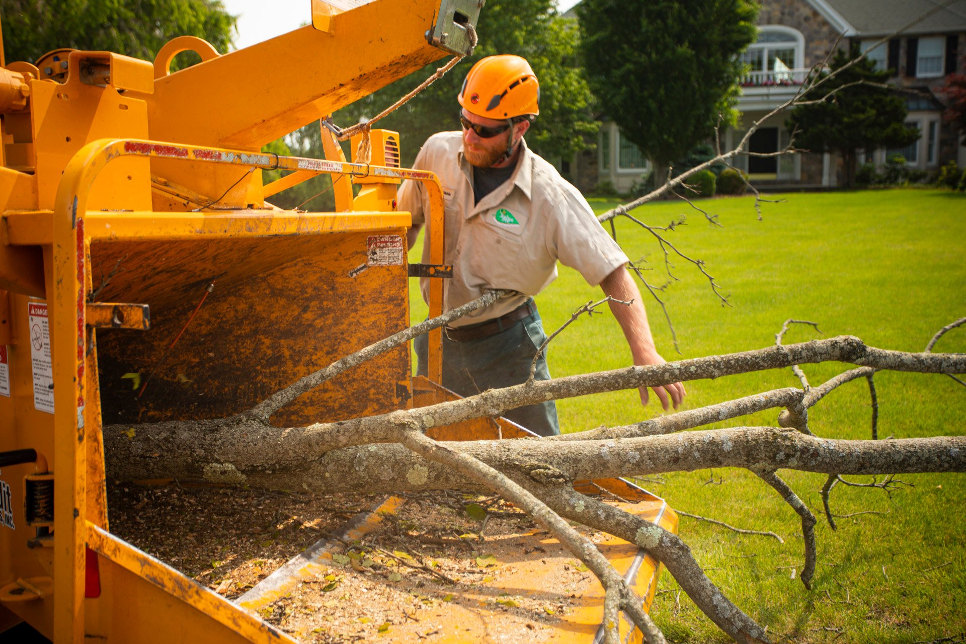 Tree removal technician placing trees in wood chipper